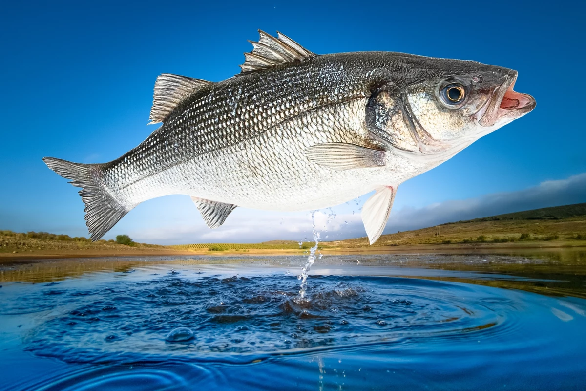 Texas Fishers, The White Bass Are Coming Back