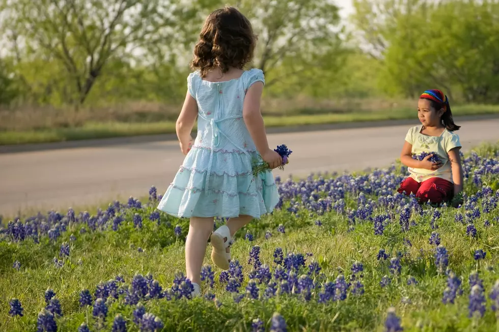 12 Actual Facts About the Beautiful Bluebonnet Texas State Flower
