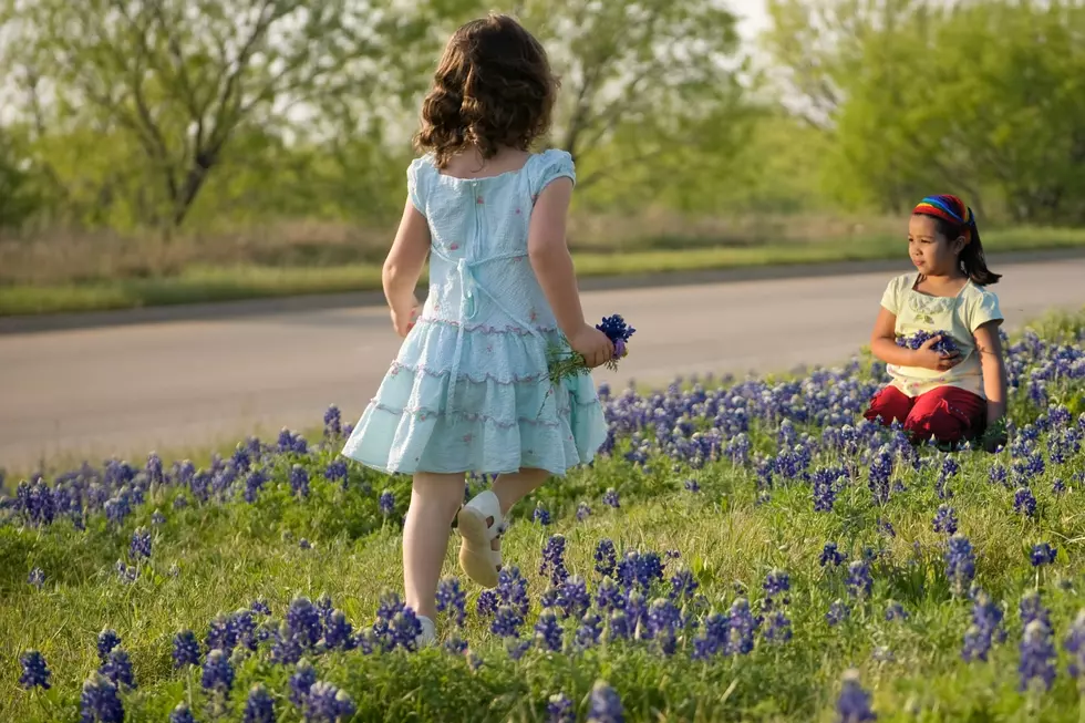 Unlocking The Secrets Of Texas Bluebonnets: Myths Vs. Facts