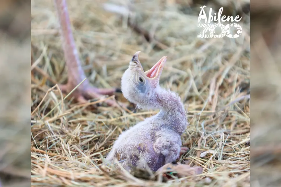 Abilene Zoo Celebrates Birth Of Rare Secretary Bird Chick For Second Time