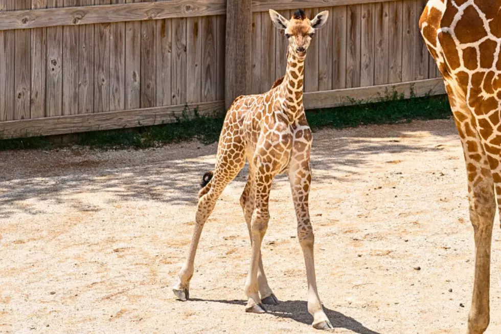 Abilene Zoo Welcomes New Baby Giraffe in Time for Giraffe Day