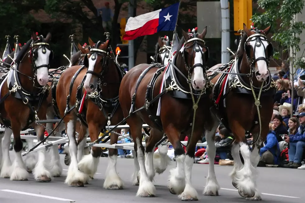 Texas Welcomes Back Budweiser Clydesdales for 2025 Rodeo