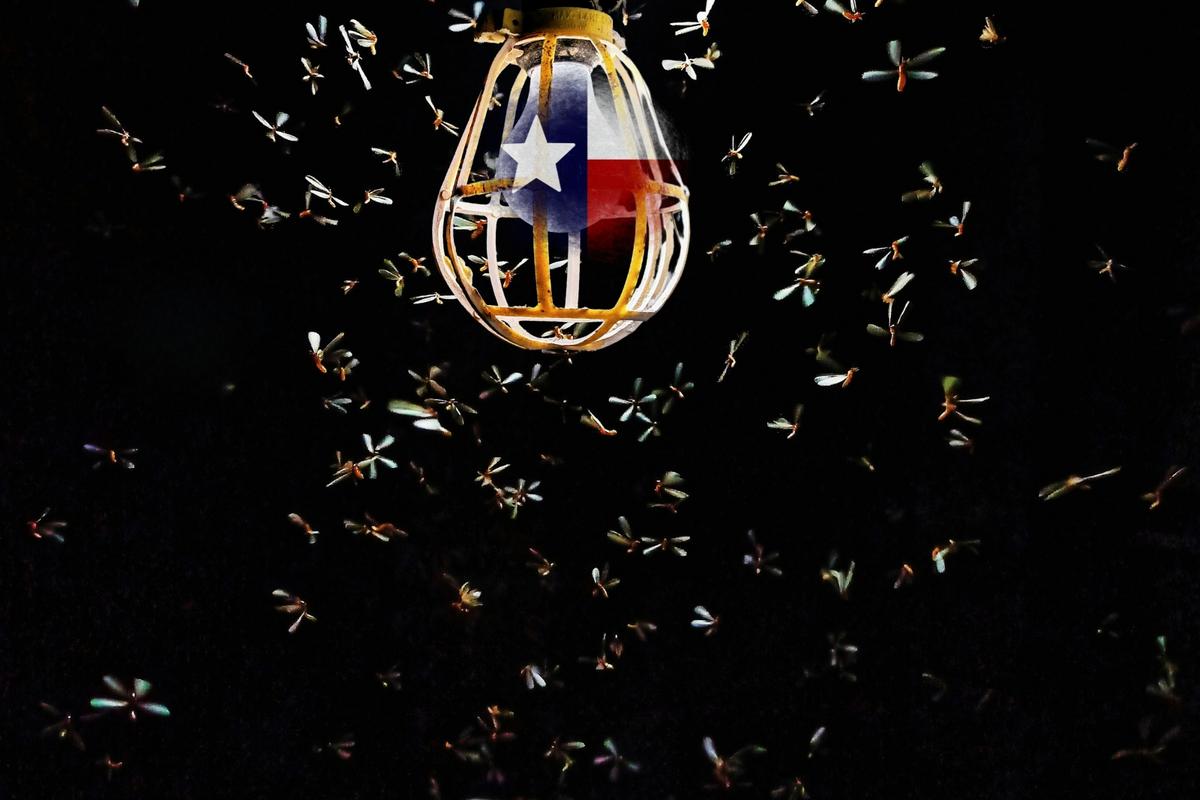 These Flying Termites in Texas? It’s Mating Season, Not Mayhem
