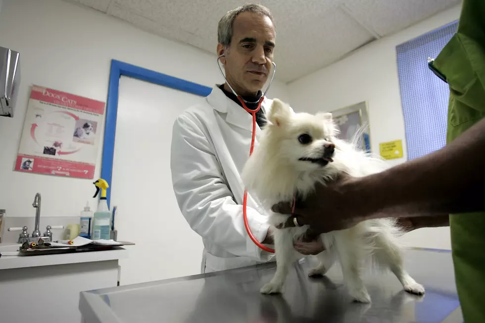 Beware: Texas Dog Owners Warned About Pet Food Recall