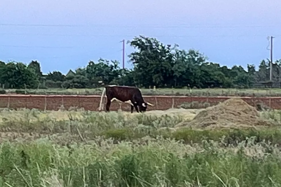 5-Texas Facts That Even Surprised This West Texan