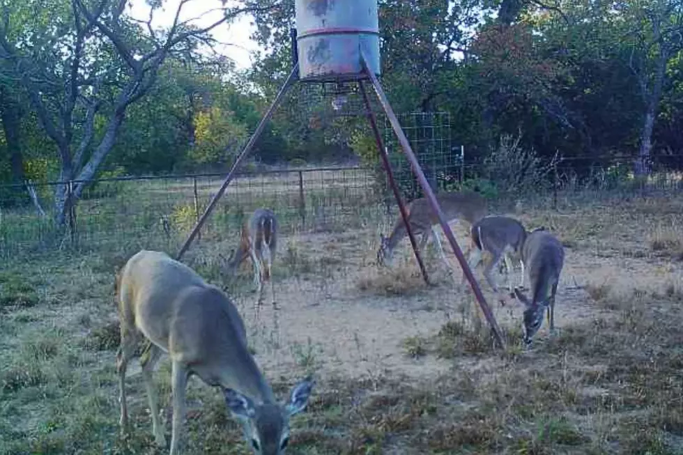 Texas Deer Hunting: 5 Mistakes That Can Cost You a Buck