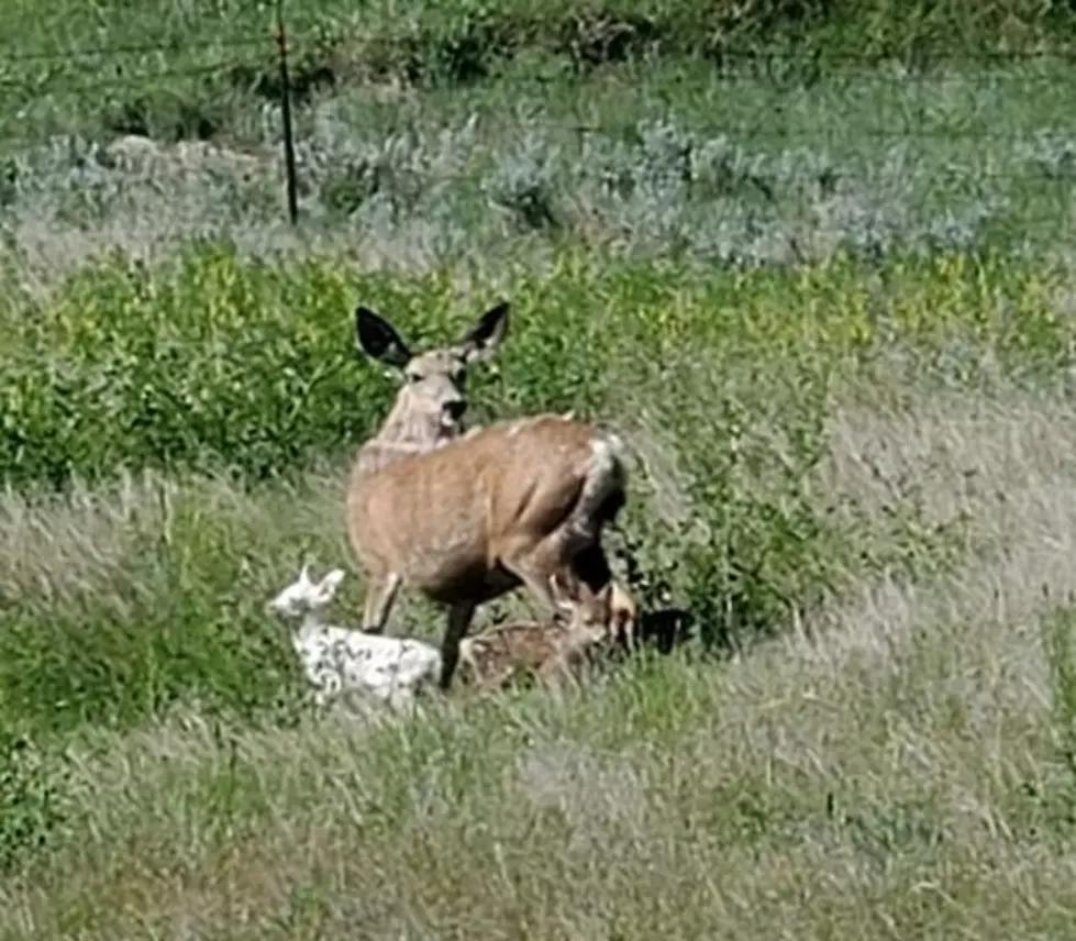 Albino Fawn one of Triplets Born near Miles City