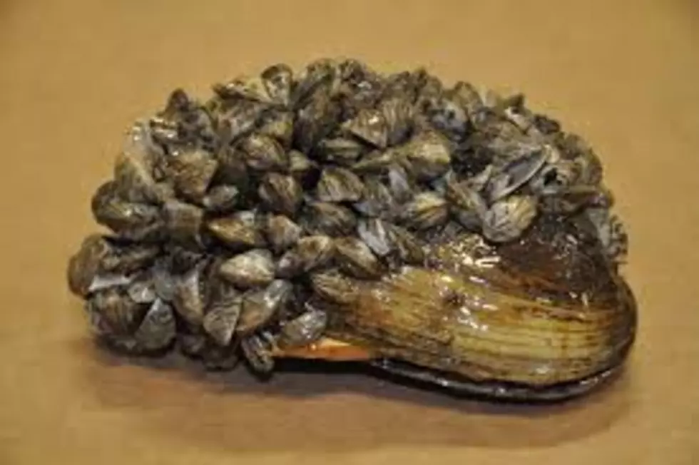 Zebra Mussels Confirmed in Lake Ashtabula