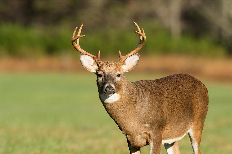 Last Chance for Deer Licenses: Apply Now if You Missed the North Dakota Lottery