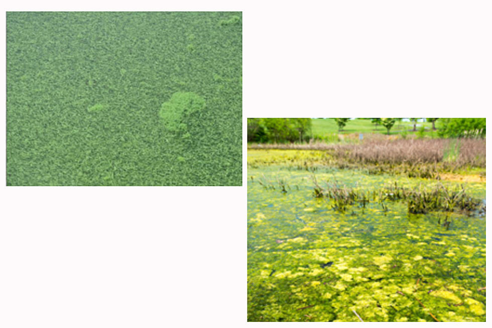 Lakes Around Williston Could See Harmful Algae Blooms