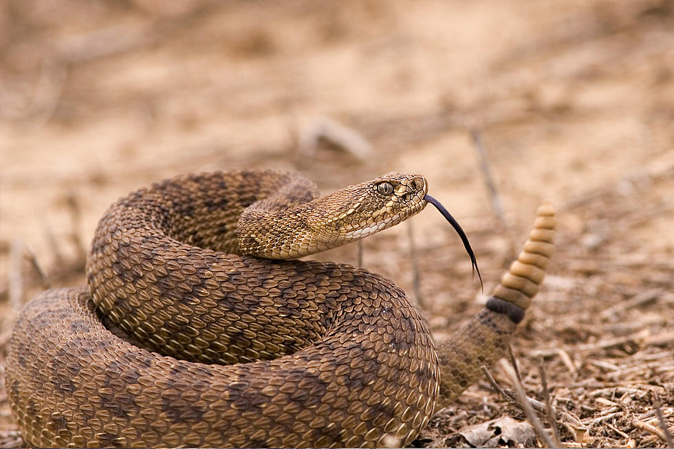 You Might See A Rattlesnake While Camping In North Dakota 