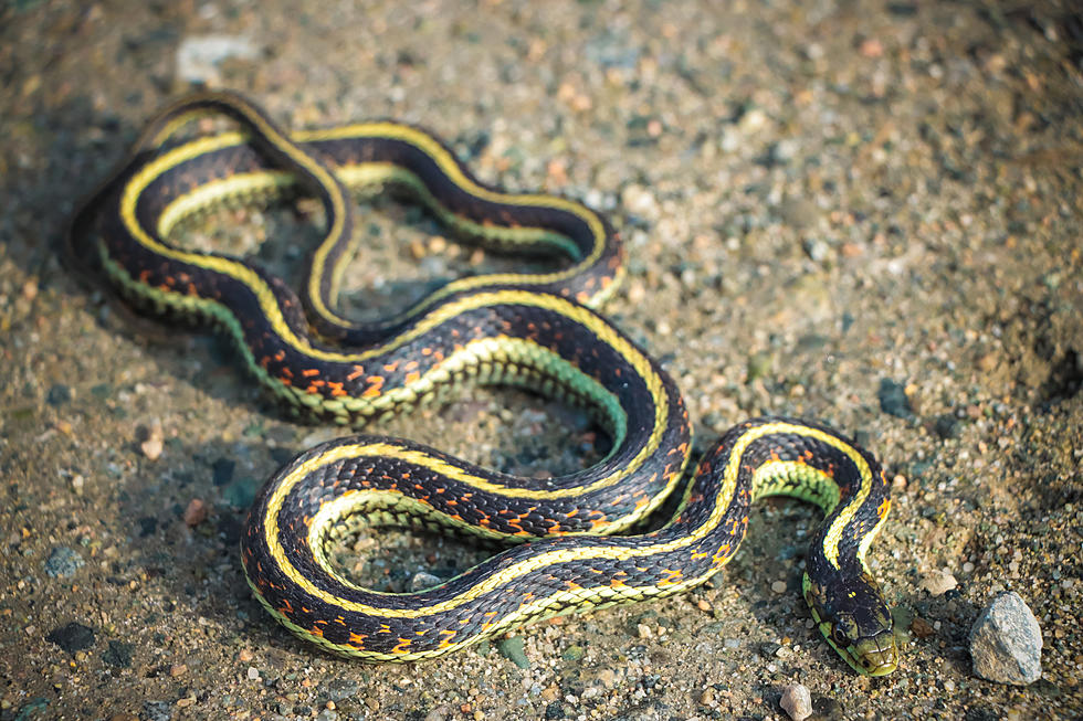 What Creepy Crawlies In North Dakota Are Venomous?