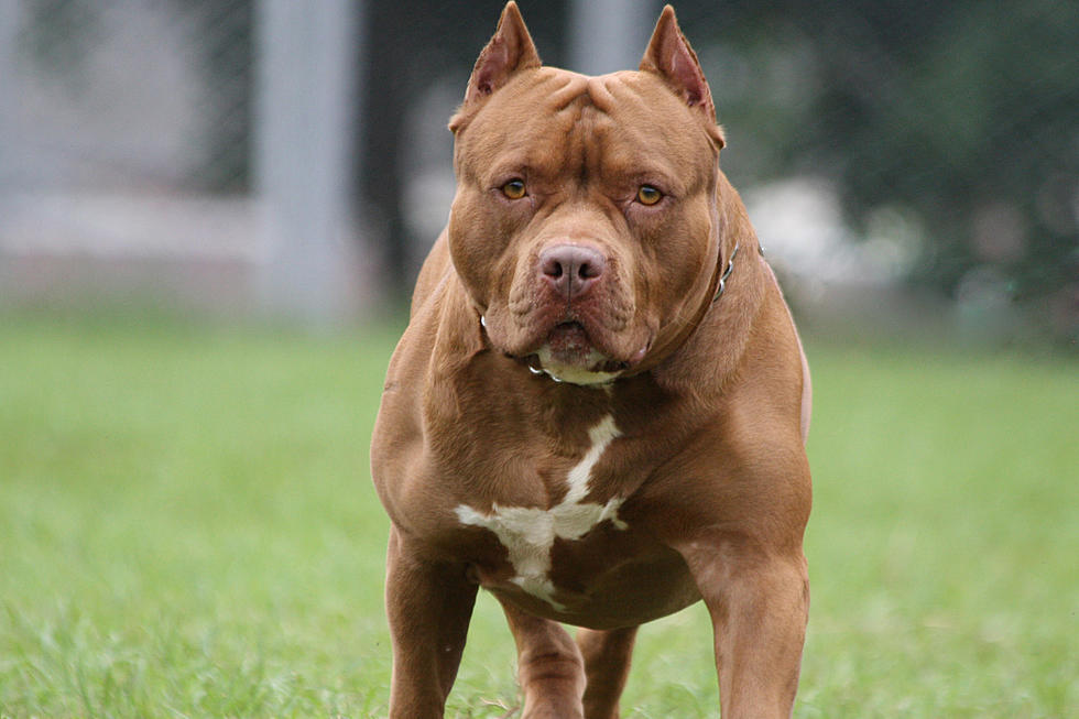 Decision Time in Williston – Special Election to Reshape Pitbull Regulations