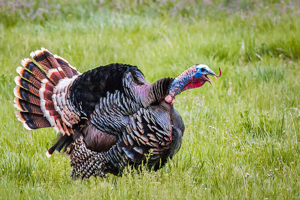 Calling All Hunters, Fall Turkey Permits Now Available in North Dakota