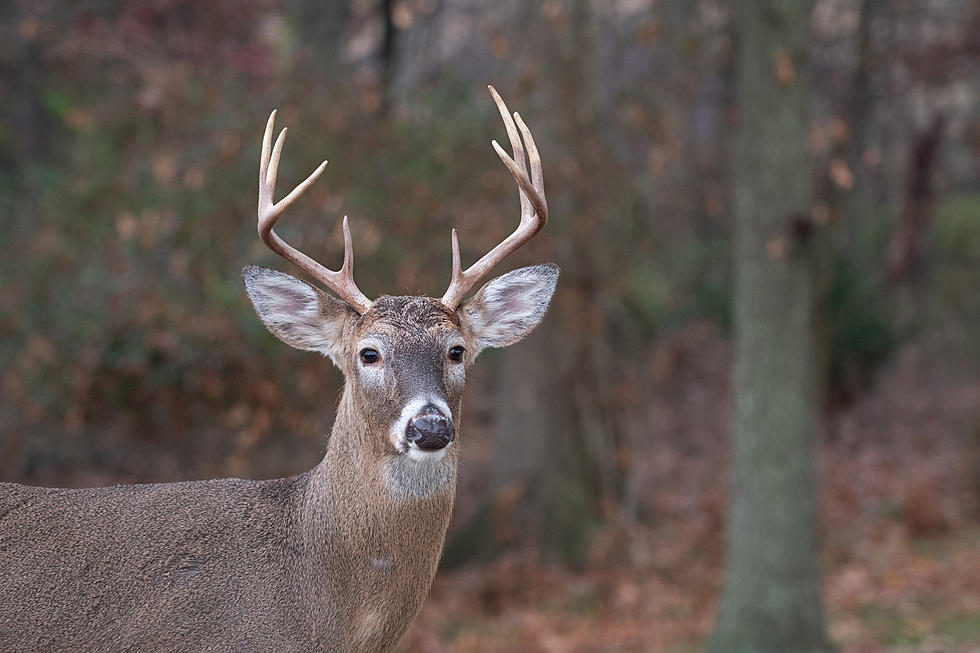 Keep An Eye Out For Deer On North Dakota Roads This Fall