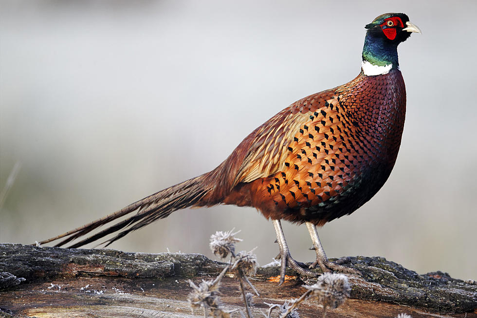 Get Ready for Pheasant Season in North Dakota: Dates and Details