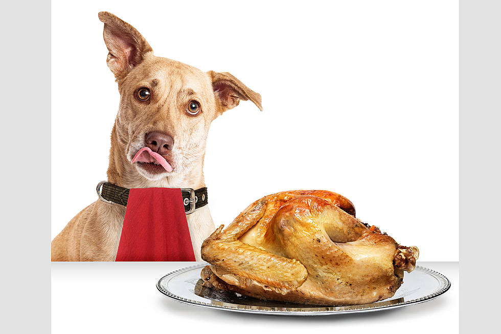 Attention North Dakota Pet Owners: Thanksgiving Foods That Pose Risks to Dogs