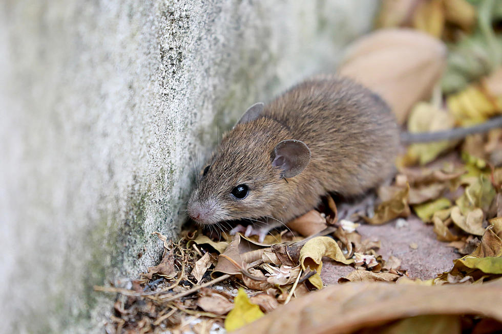 How to Safeguard Your North Dakota Home from Winter Rodent Intruders