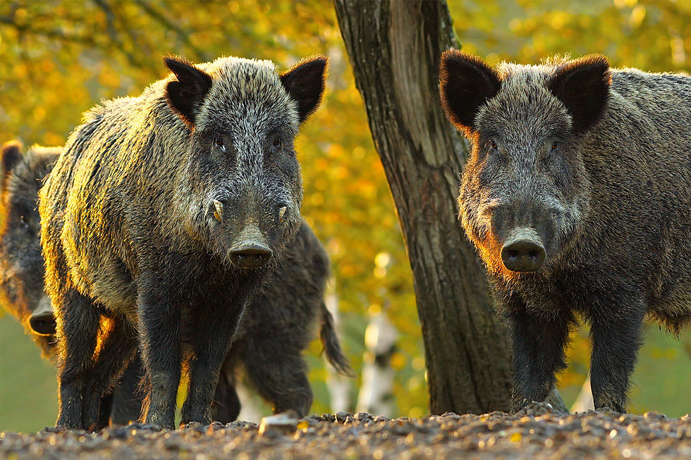 Wild Boars Spotted in North Dakota
