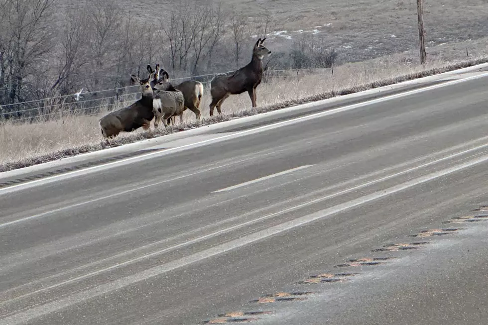 Why Deer Suddenly Seem to Be Everywhere in North Dakota