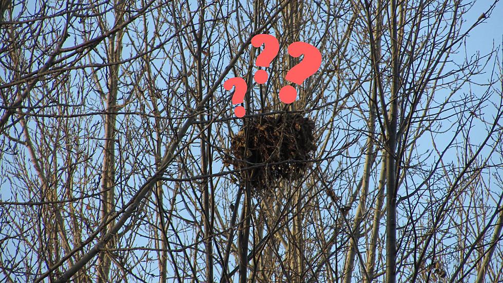 Those Big Balls Of Leaves In North Dakota Trees Are Not Birds Nests