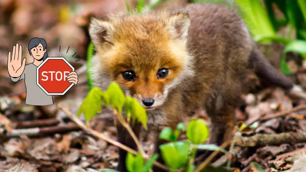 North Dakota Wildlife Etiquette: How To Safely Interact With Baby Animals