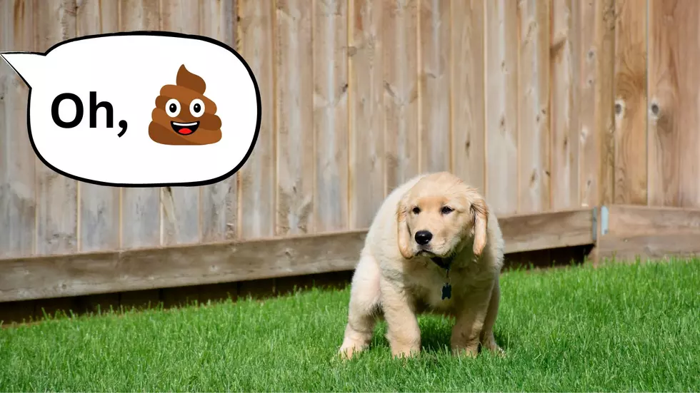 Safe Yard, Happy Pets: The Importance Of Cleaning Up Dog Waste In North Dakota