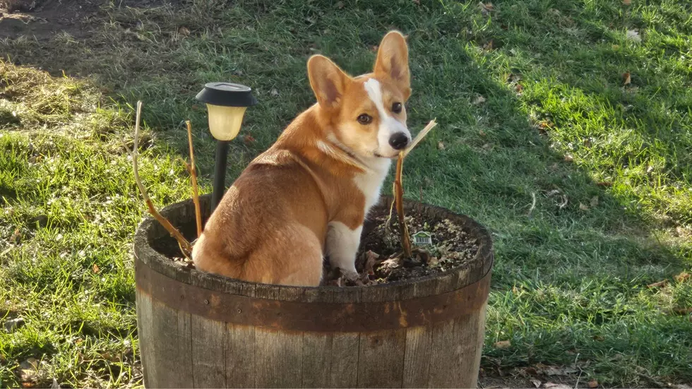The Unquestionably Best Dog for North Dakotans is a Corgi