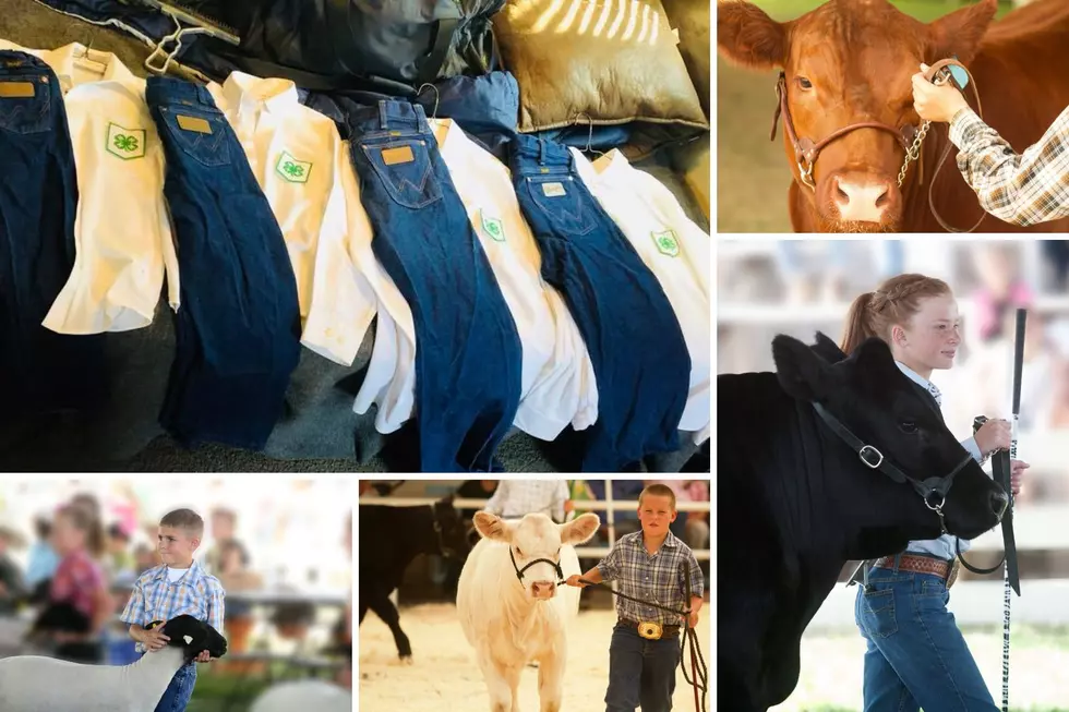 Discover The Character-Building Magic Of 4-H Animal Projects