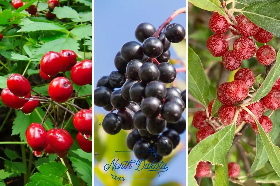 ND berries