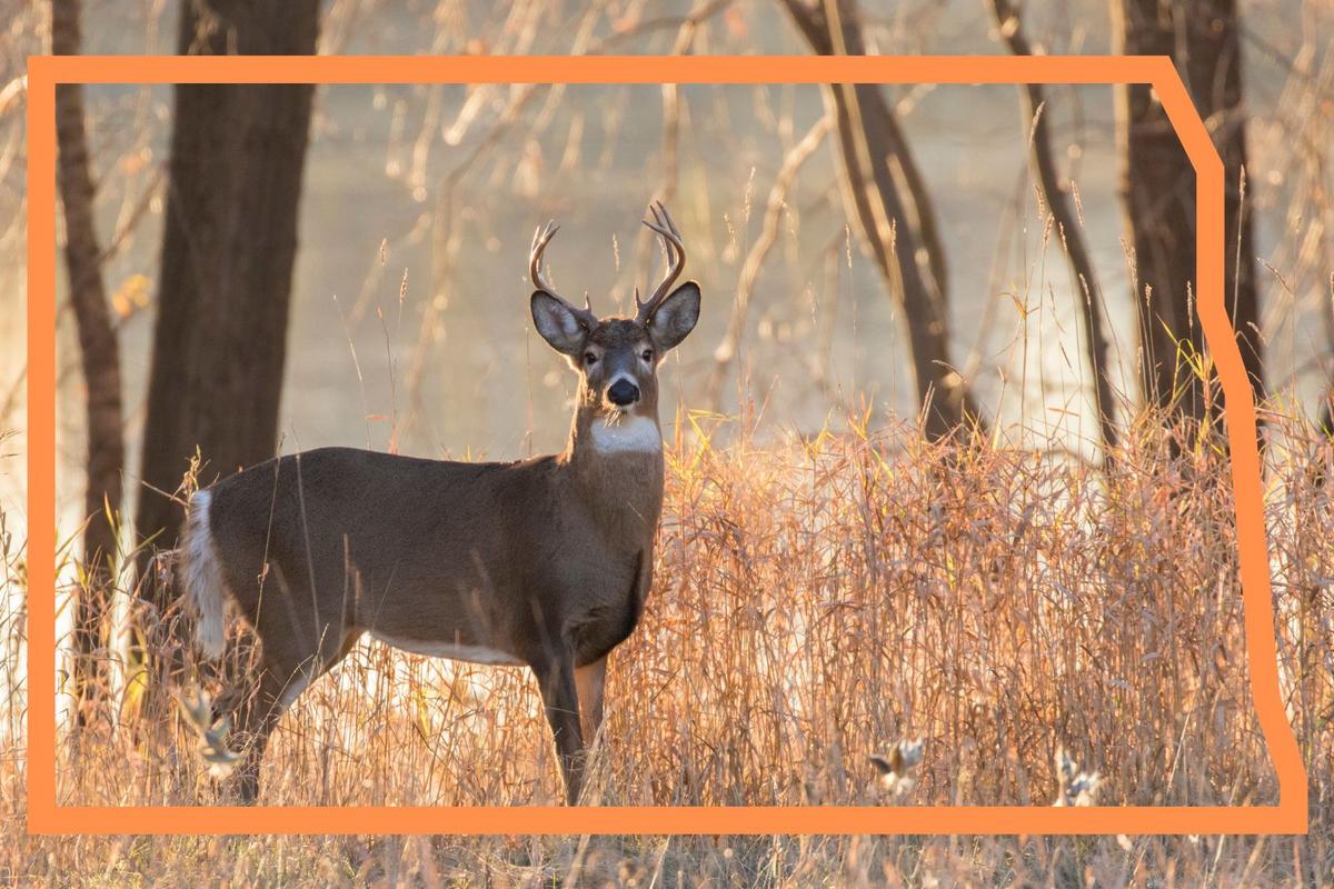 Youth Deer Season Opens Soon in North Dakota