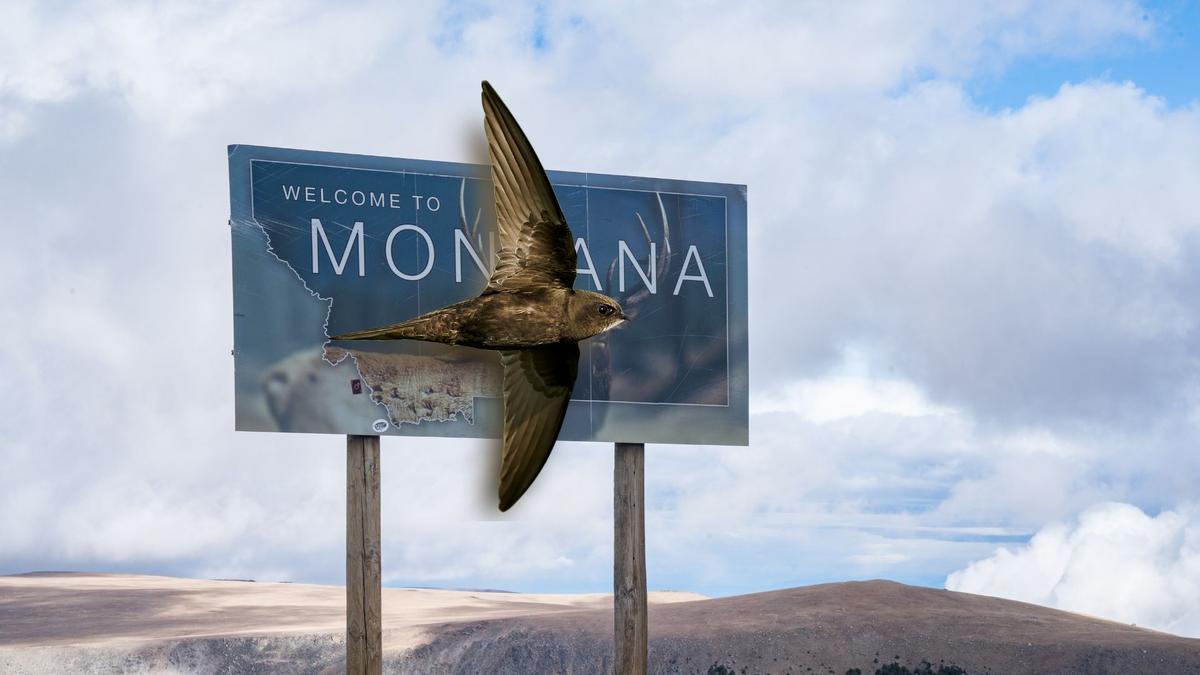 How To Help Protect Montana's Chimney Swifts