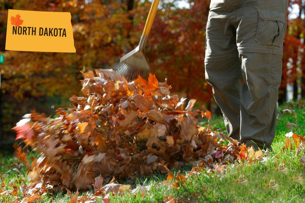 Rake, Dump, Repeat: Williston North Dakota’s Guide to Fall Leaf Drop-Off Sites