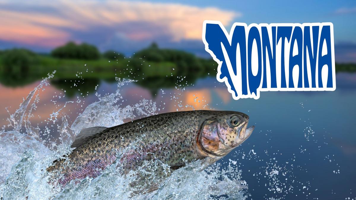 A look inside Montana FWP’s efforts to protect fish during tough summers