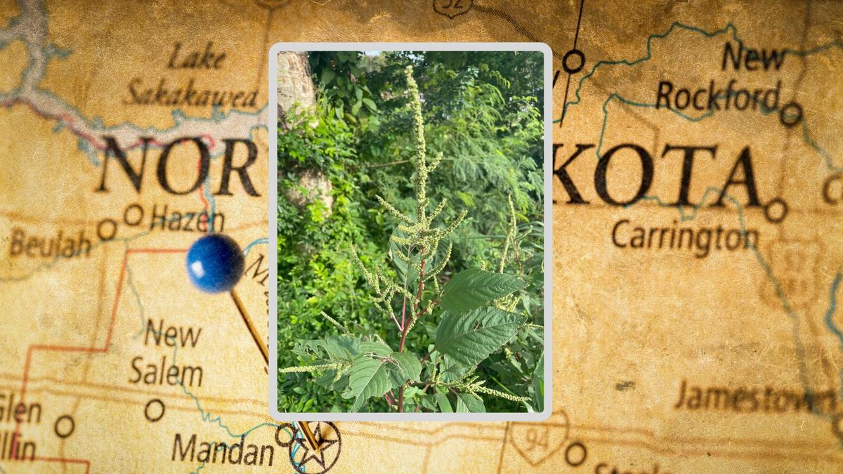 Identifying Palmer Amaranth: What North Dakota Residents Should Know