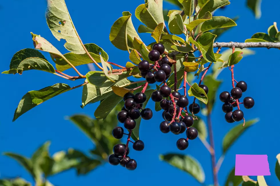 ND Chokecherry