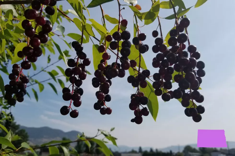 ND Chokecherry
