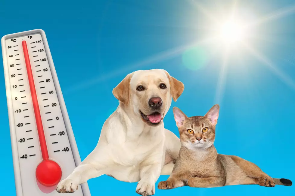 How Hot Weather Affects Dogs And Cats In North Dakota