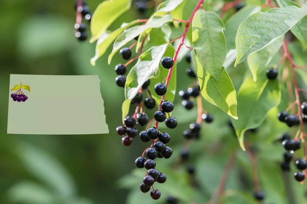 What To Know About The ND Chokecherry Festival