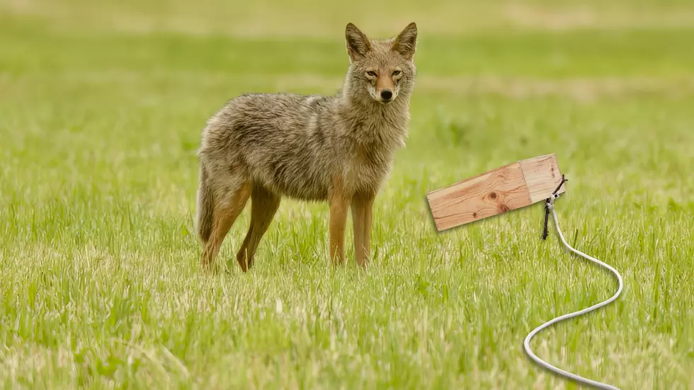 Montana FWP Is Hosting A Trapper Education Field Day In Havre This August