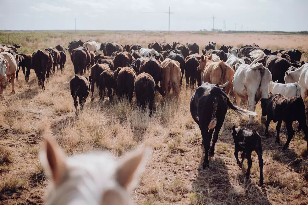 Colfax Man Gets Prison Time For Stealing 130 Cattle Worth Half A Million