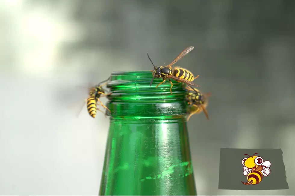 Before You Swat That Wasp, Read This! North Dakota Pest Experts Share What NOT to Do