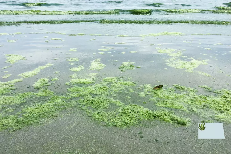 ND Algae Bloom