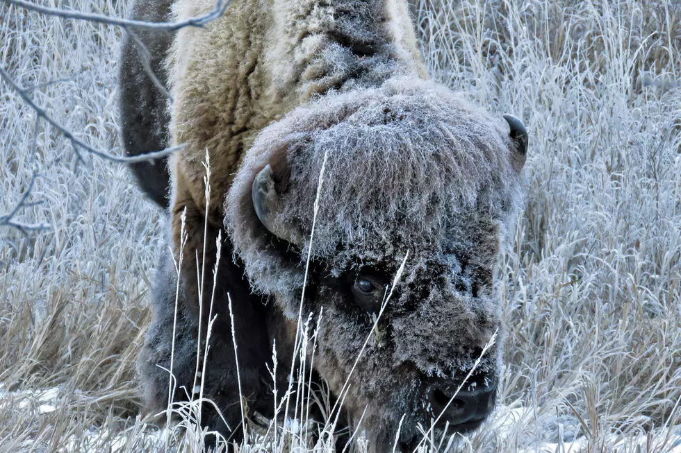 ND Buffalo