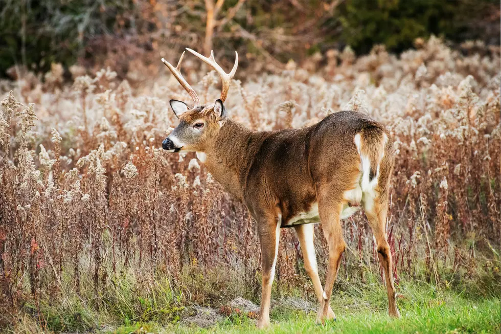 White Tailed Deer