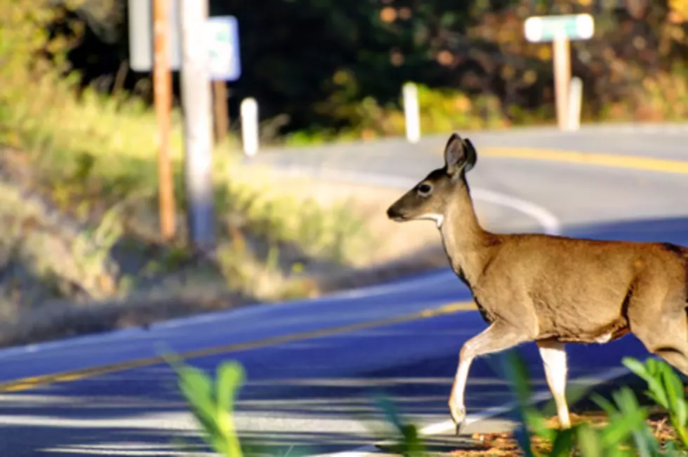 Watch Out for Deer! Drivers need to be vigilant.