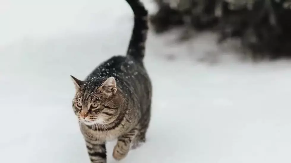 North Dakota Prepares for More Frigid Temps. How to Help Our Freezing Feline Friends