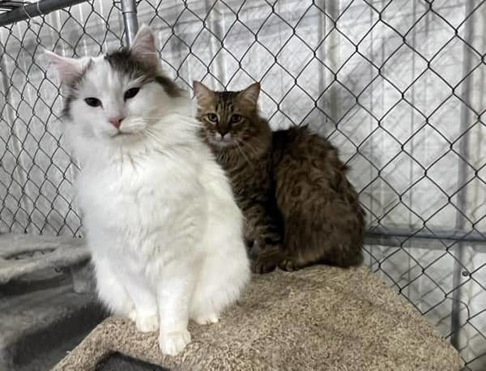Marshall & Ashley are the ARRR Rescue's Cats of the Week 