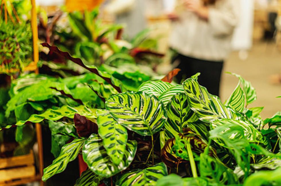 Hey North Dakota, Did You Know Plants Make Sounds? Take a Listen