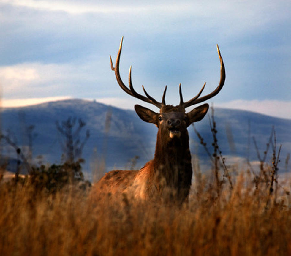 Rocky Mountain Elk Foundation's Banquet is May 6 in Williston